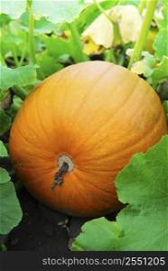 Big pumpkin growing on a pumpkin patch