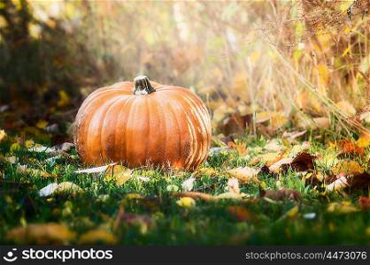 Big pumpkin on autumn lawn and grass over garden background