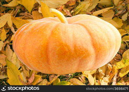 Big pumpkin on the background of autumn leaves
