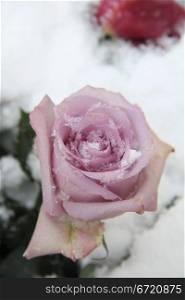 Big purple lilac rose covered with snowflakes