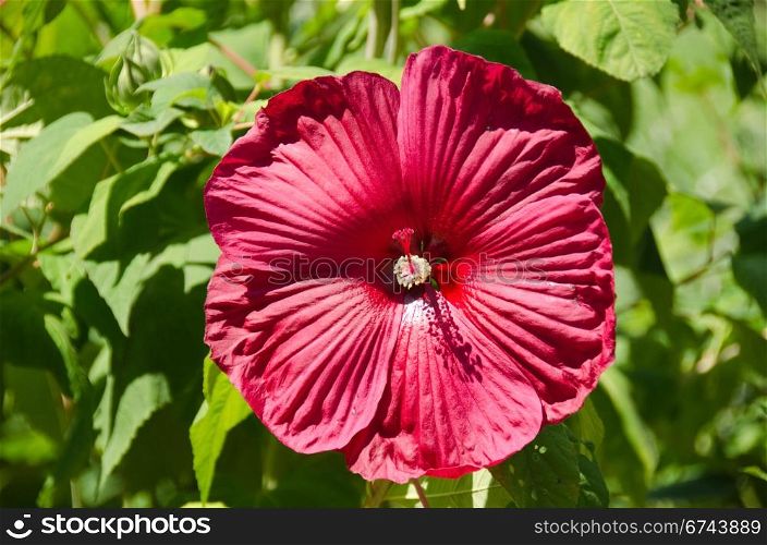 Big red flower. big red hibiscus flower in front of green background