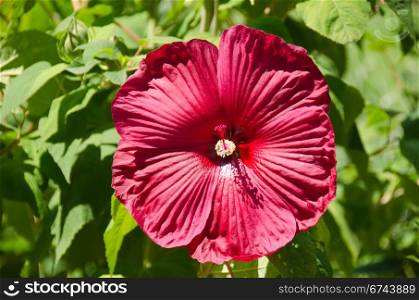 Big red flower. big red hibiscus flower in front of green background