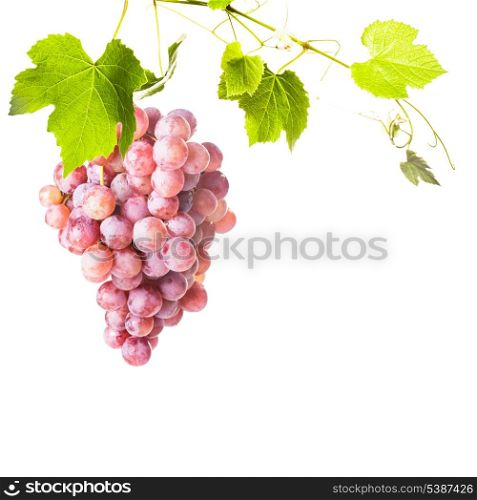 Big red grapes with green leaves isolated on white background