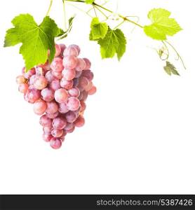 Big red grapes with green leaves isolated on white background