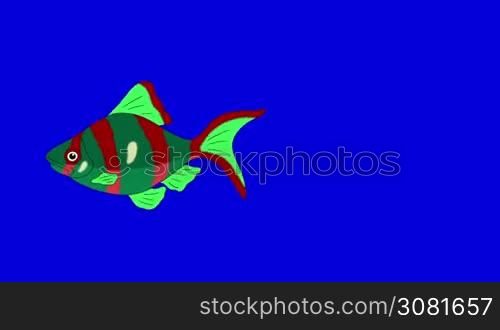 Big Red-green Aquarium Fish floats in an aquarium. Animated Looped Motion Graphic Isolated on Blue Screen