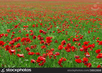 Big red meadow. Nature composition.