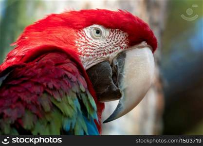 Big red parrot, red and green Macaw, Ara chloroptera