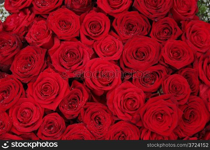 Big red roses in a group, perfect as a background