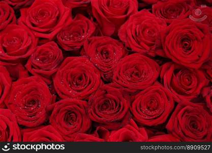 Big red roses in a group, perfect as a background