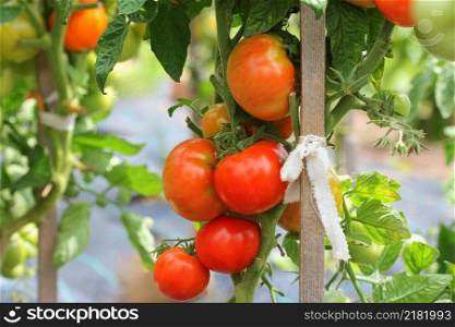 Big red tomatoes growing in a greenhouse ready to pick .. Big red tomatoes growing in a greenhouse ready to pick