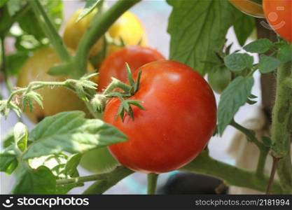 Big red tomatoes growing in a greenhouse ready to pick .. Big red tomatoes growing in a greenhouse ready to pick