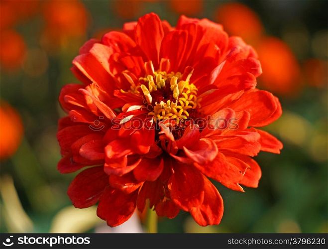 Big red zinnia flower close-up