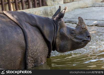 big rhino with damaged horn swimming in water in zoo