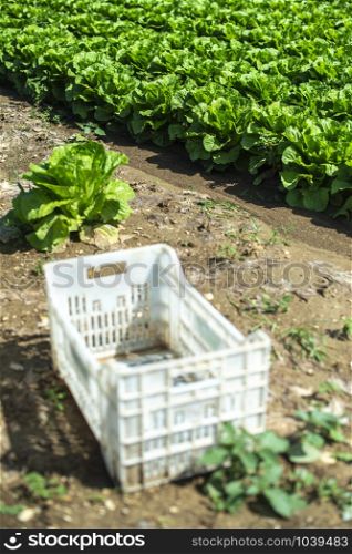 Big ripe lettuce in outdoor industrial farm. Growing lettuce in soil. Picking lettuce in plantation. White crates.