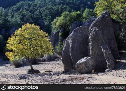 Big rock and yellow tree in turkish forest, Turkey