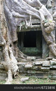 Big root and door, Angkor, Cambodia