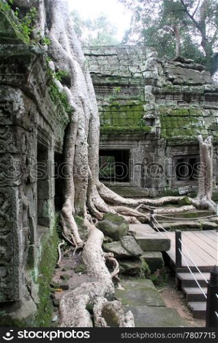 Big roots and temple in Ta Prom, Angkor, Cambodia