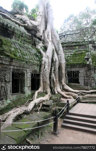 Big roots on the corner of Ta Prom in Angkor, Cambodia