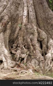 Big roots on tree in Mingun, Mandaly, Myanmar