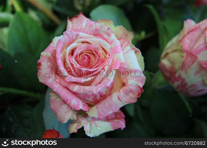Big rose in white and pink, tone tone rose