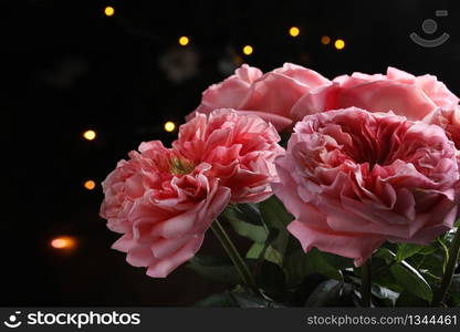 big rose on green dark background. Nature outdoor macro autumn photo. pink roses close up. selctive focus.. big rose on green dark background. Nature outdoor macro autumn photo. pink roses close up. selctive focus