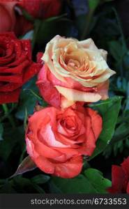 Big roses in different shades of red and pink after a shower