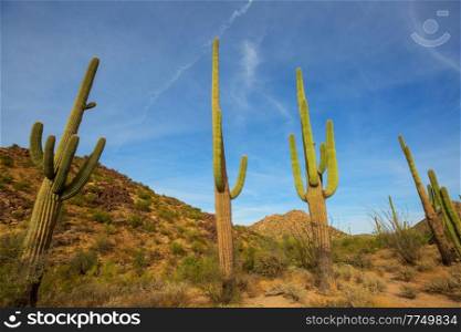 Big Saguaro cactus in a mountains, Arizona, USA