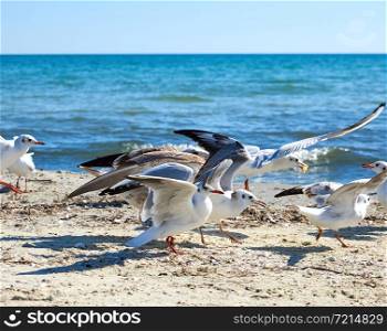 big sea gulls run after each other on the sandy shore of the Black Sea coast on a sunny summer day, Ukraine