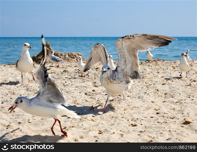 big sea gulls run after each other on the sandy shore of the Black Sea coast on a sunny summer day, Ukraine