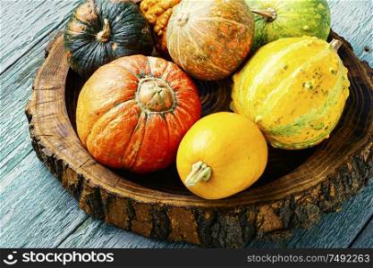 Big set of autumn pumpkins.Autumn symbol in wooden tray. Set autumn pumpkins