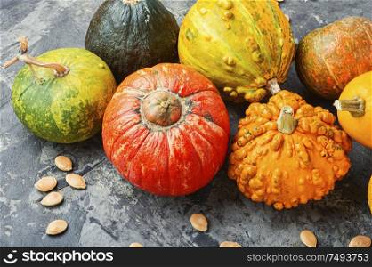 Big set of autumn pumpkins.Autumn symbol.Mini pumpkin. Set autumn pumpkins
