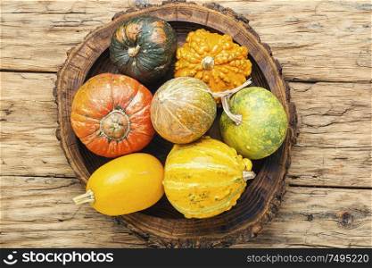 Big set of autumn pumpkins on old wooden table.Autumn symbol. Set autumn pumpkins