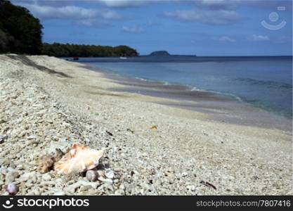 Big shell on coral beach of tropical island Efate, Vanuatu