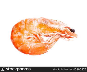 Big shrimp isolated on white background