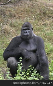 Big silverback in a zoo sitting and watching the public