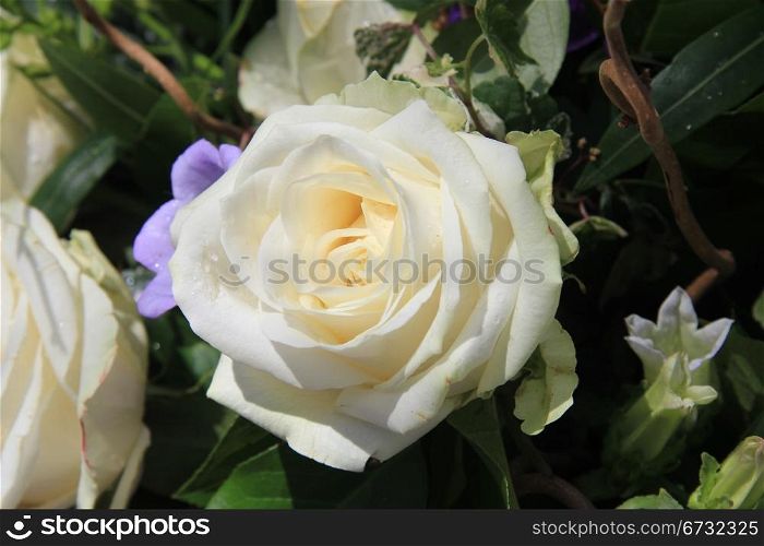 Big single white rose in the sunlight