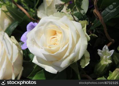 Big single white rose in the sunlight