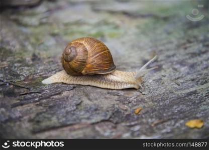 Big snail in the sink crawling on the Board, summer day in the garden. Big snail in the sink crawling on the Board