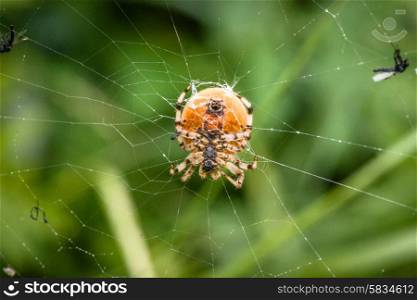 Big spider in a web with mosquitos