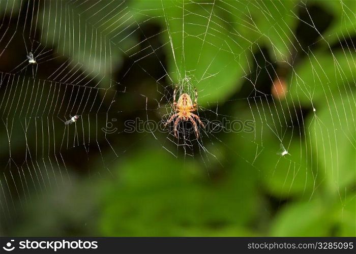 Big spider on hunt for insects, hanging on cobweb