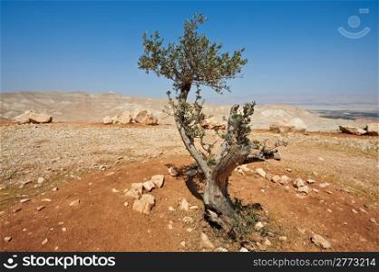 Big Stones and Olive In Sand Hills of Samaria, Israel