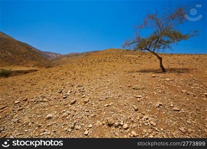 Big Stones and Tree in Sand Hills of Samaria, Israel