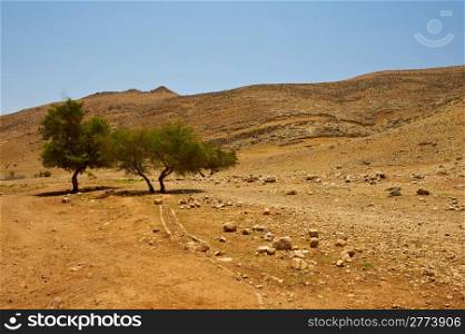 Big Stones and Trees in Sand Hills of Samaria, Israel