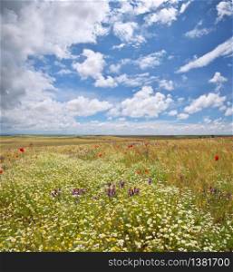 Big summer meadow of flowers. Daisy, poppy, and many others flowers at day. Panorama nature landscape.