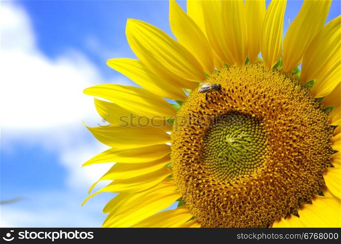 Big sunflower and sky. Nature composition.