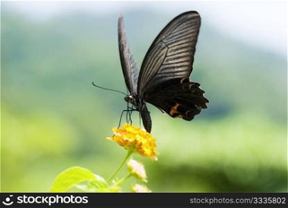 Big swallowtail butterfly flying, concept of nature and freedom