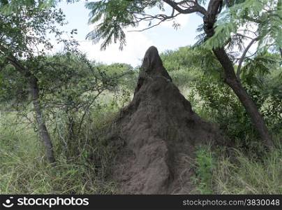 big termite hill in africa