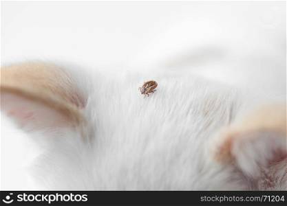 big ticks on a dog