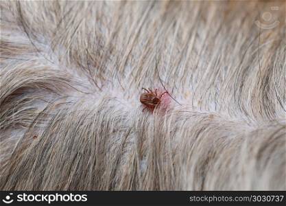 Big Ticks on a dog.. Big Ticks on a dog in cleaning,insects crawling of disease in pets.