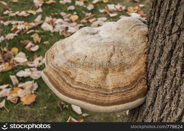Big tinder fungus Fomes fomentarius on tree stem closeup on autumn background